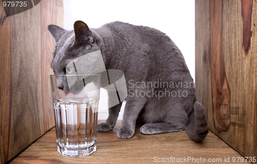 Image of Russian Blue Cat