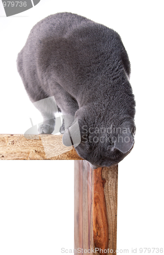 Image of Russian Blue Cat