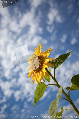 Image of Sunflower Helianthus annuus