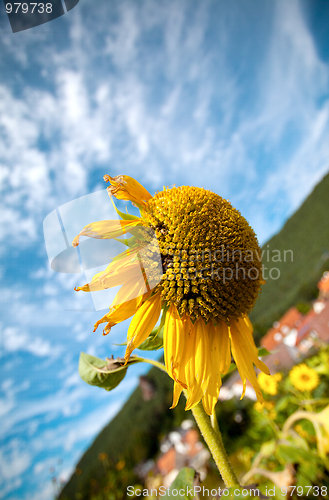 Image of Sunflower Helianthus annuus