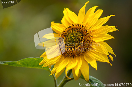 Image of Sunflower Helianthus annuus