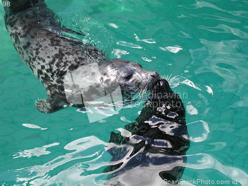 Image of Seals in aquarium Bergen 06.04.2001