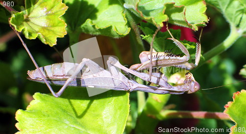 Image of Acrobat grasshopper