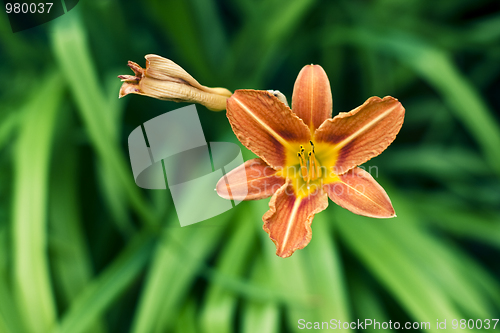 Image of single orange flower 