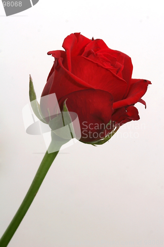 Image of single-rose