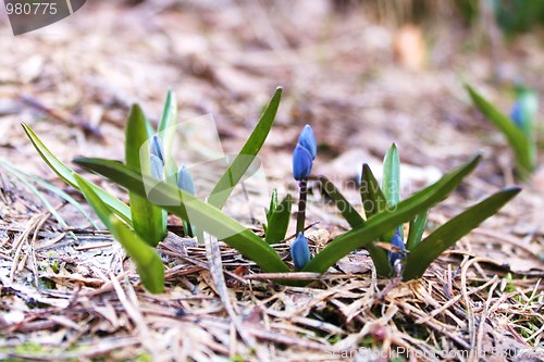 Image of flower