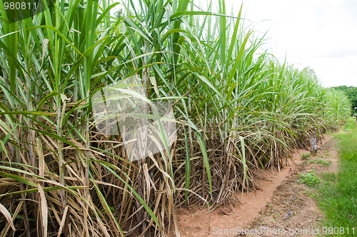 Image of Sugar cane plantation