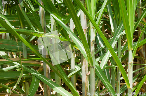 Image of Sugar cane at a plantation