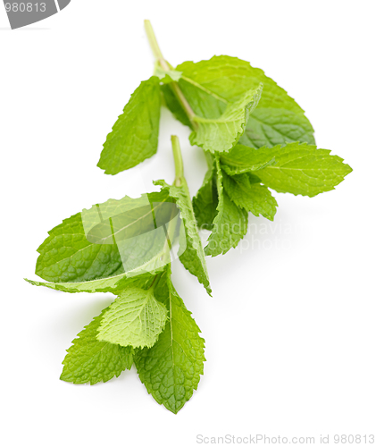 Image of Mint sprigs