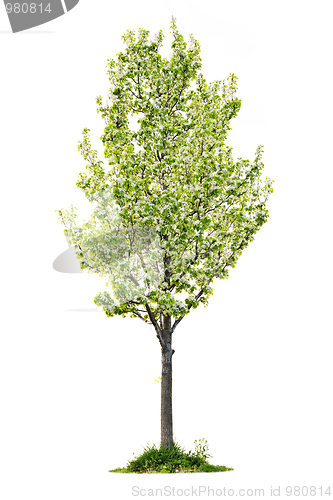 Image of Isolated flowering pear tree