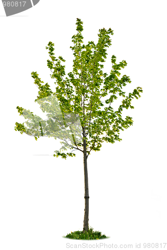 Image of Isolated young maple tree