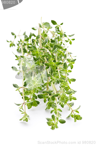 Image of Fresh thyme on white background