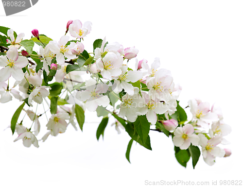 Image of Blooming apple tree branch