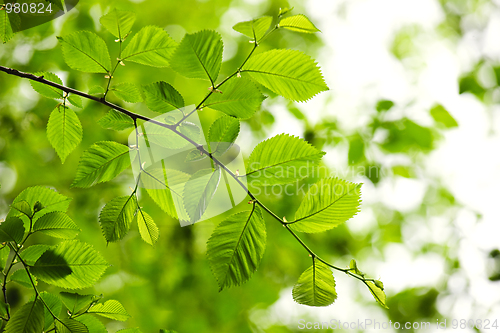 Image of Green spring leaves