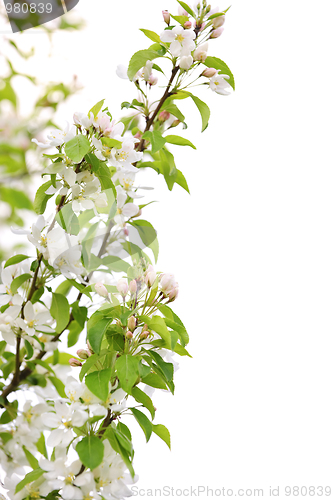 Image of Blooming apple tree branch
