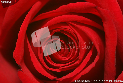 Image of macro-rose