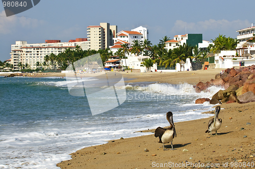 Image of Pelicans on beach in Mexico