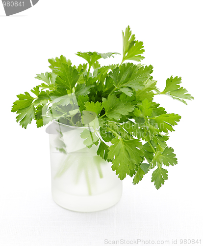 Image of Fresh parsley on white background
