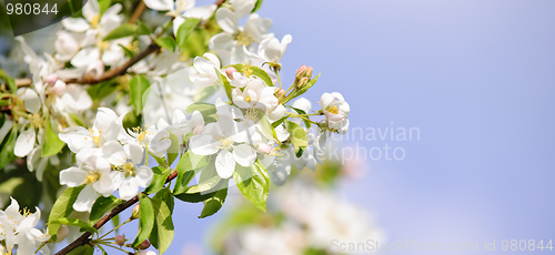 Image of Blooming apple tree