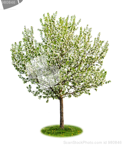 Image of Isolated flowering apple tree