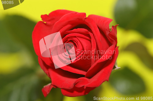 Image of rosered