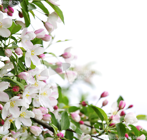 Image of Apple blossoms background