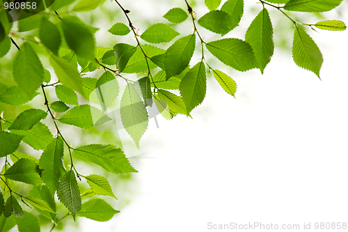 Image of Green spring leaves on white background