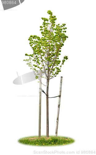 Image of Isolated young linden tree