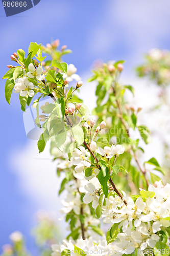 Image of Blooming apple tree branches