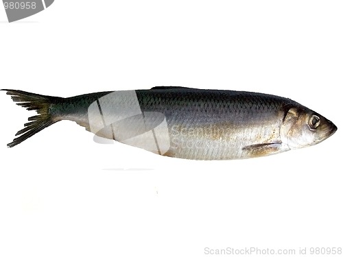 Image of Fish on white background