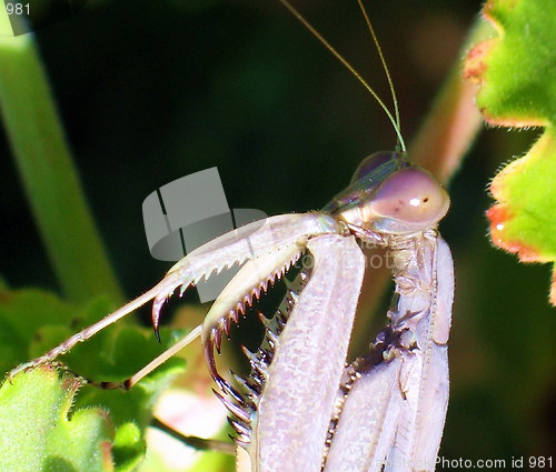 Image of Praying Mantis close up