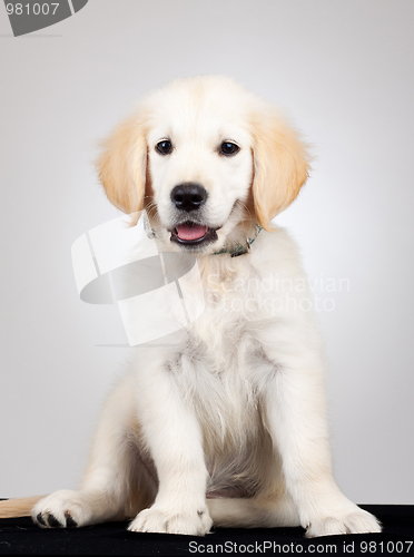 Image of golden labrador retriever puppy