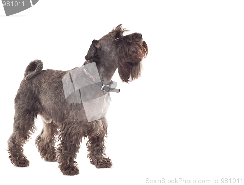 Image of Schnauzer 