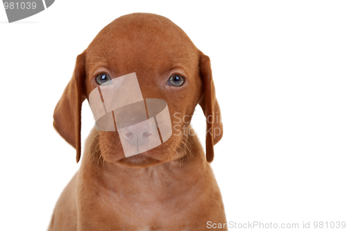 Image of baby vizsla dog