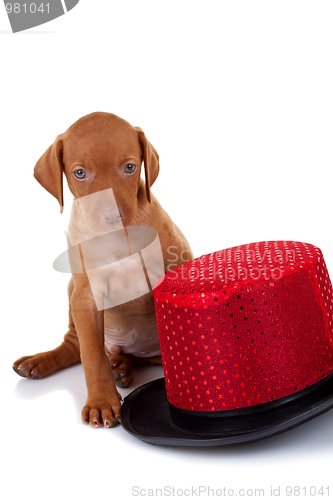 Image of seated vizsla puppy