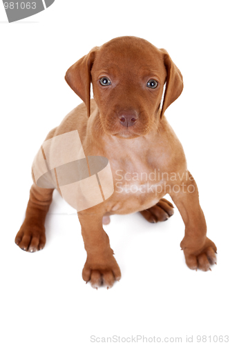 Image of Hungarian Vizsla pointer puppy