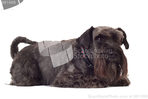 Image of small black schnauzer