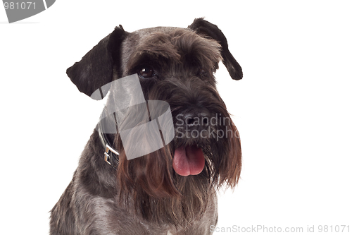 Image of small black schnauzer face