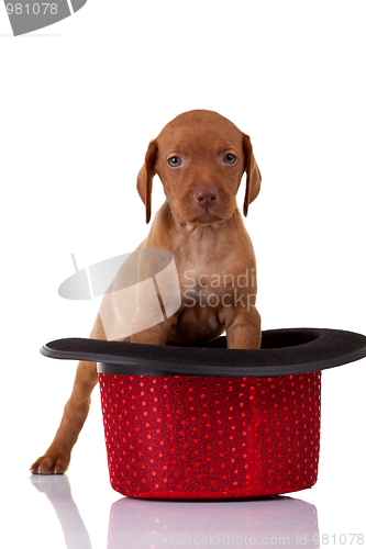 Image of baby vizsla in a hat