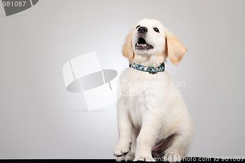 Image of  playful golden labrador