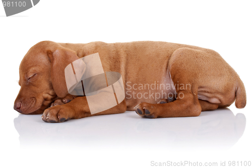 Image of cute vizsla puppy sleeping