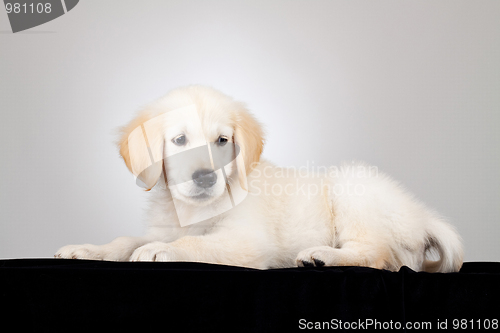 Image of Labrador Retriever puppy