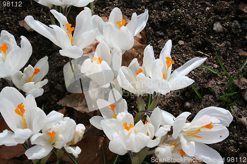 Image of Crocus