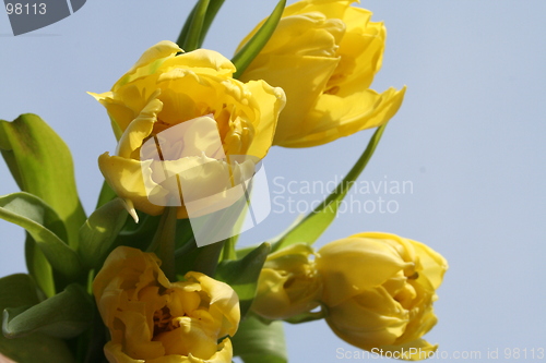Image of Yellow tulips