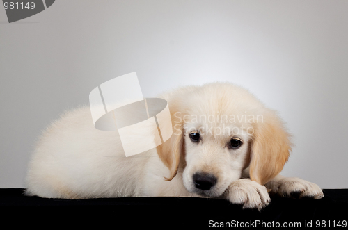 Image of golden retriever puppy