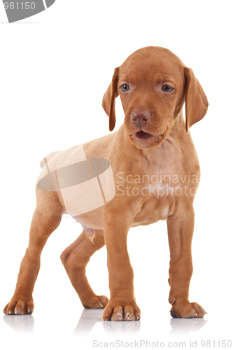 Image of vizsla puppy standing