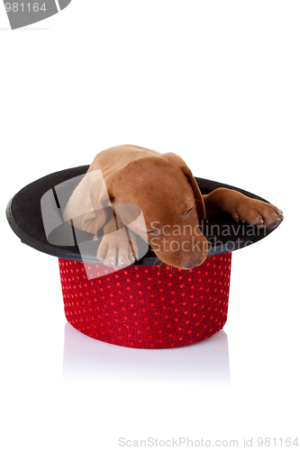 Image of vizsla puppy sleeping in a hat