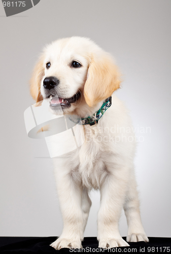 Image of curious golden labrador retriever