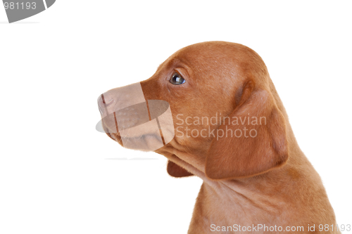 Image of baby vizsla dog