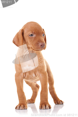 Image of curious vizsla puppy 